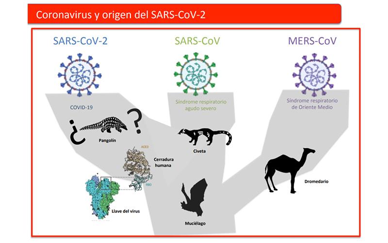 ORIGEN DEL SARS-COV-2